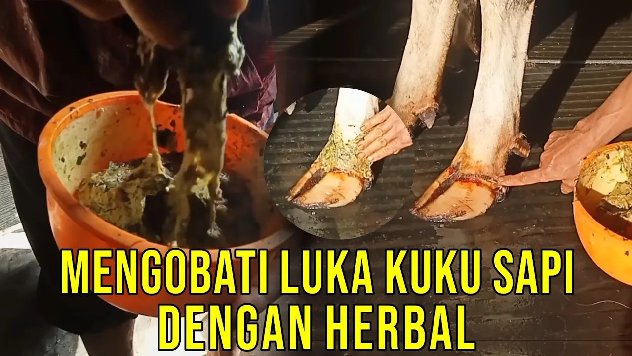 
                                 Gambir-Obat-Herbal-PMK-Kuku-Sapi